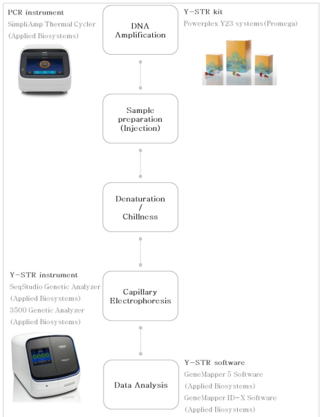 Schematic diagram of Y-STR profiling process 출처: Applied Biosystems, Promega 공식홈페이지