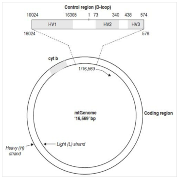 Hypervariable regions of mtDNA 출처: John M. Butler, Fundamentals of Forensic DNA Typing, Academic Press (2010)