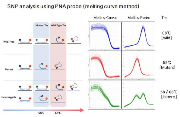 PNA-MA를 이용한 SNP 분석의 원리