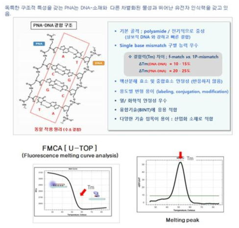 PNA 특징 및 Melting peak