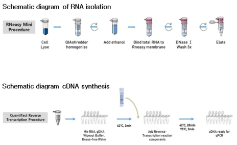 RNA정제 및 cDNA합성 모식도