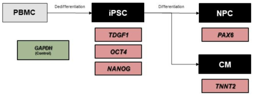 최종 선정된 iPSC, NPC, CM 마커