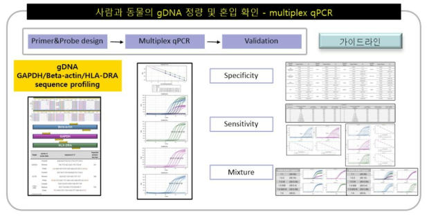 개발한 multiplex qPCR의 유효성 확인 실험내용 모식도