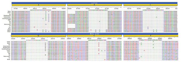 gDNA Marker GAPDH, Beta-actin, HLA-DRA의 primer/probe 다중서열정렬