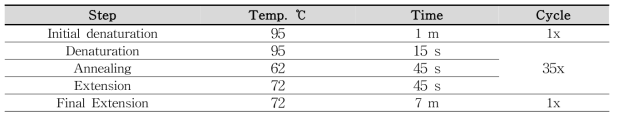 PCR 조건