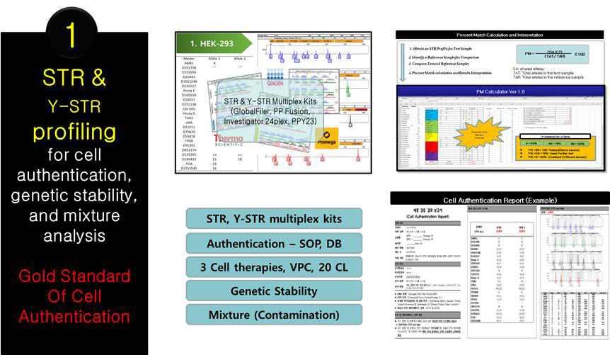 세포 검증을 위한 STR, Y-STR profiling