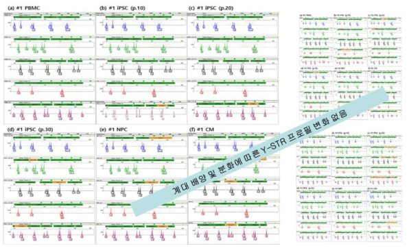 iPSC 계대배양 및 분화에 따른 STR 프로필변화(유전적 안정성)