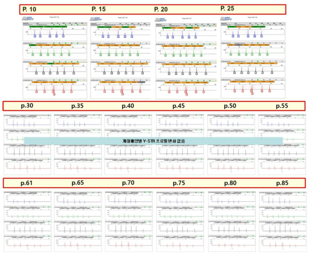 FLYRD18 계대배양 별 Y-STR profile