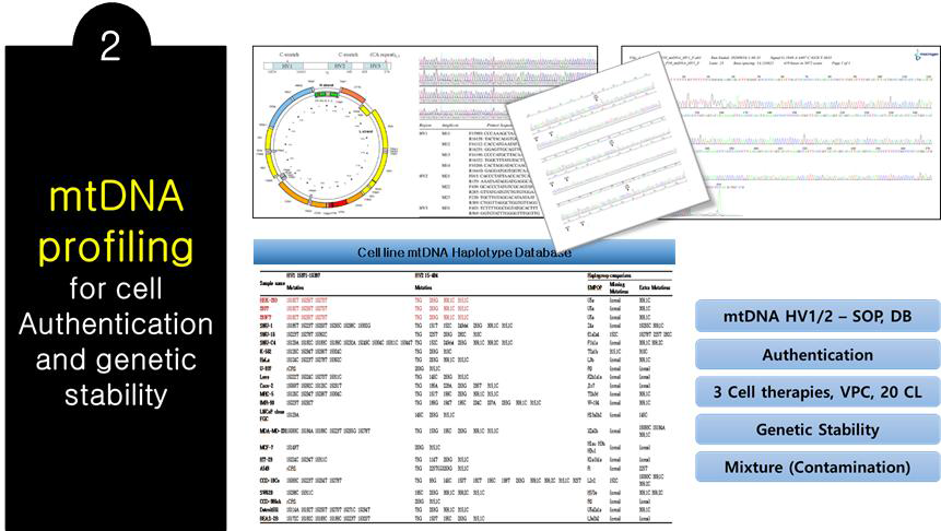 세포검증 및 유전적 안정성 확인을 위한 mtDNA profiling