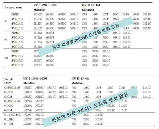 iPSC 세포의 계대배양 및 분화에 따른 mtDNA 유전적 안정성