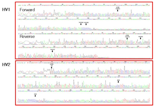 mtDNA HVⅠ and Ⅱ from MDA-DM-231 cell