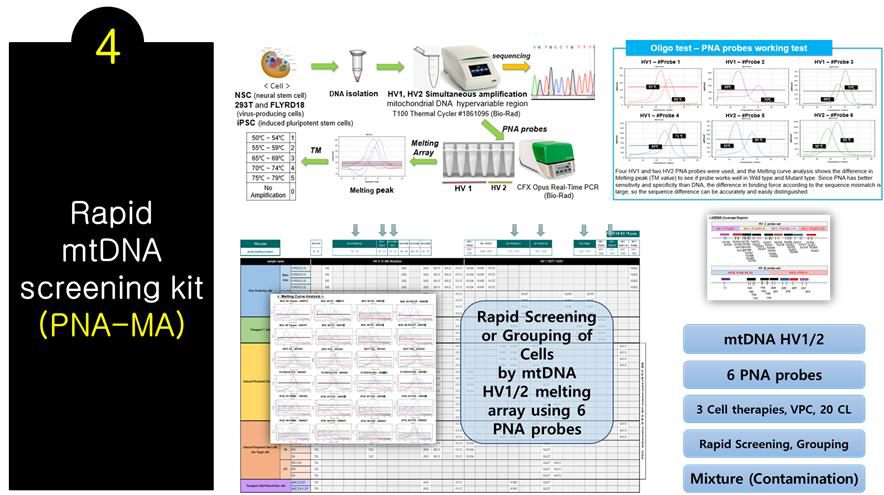 mtDNA PNA-MA를 이용한 신속 세포검증 시험법