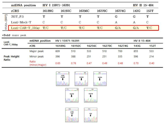 세포 혼입에 따른 mtDNA 헤테로플라스미 검출