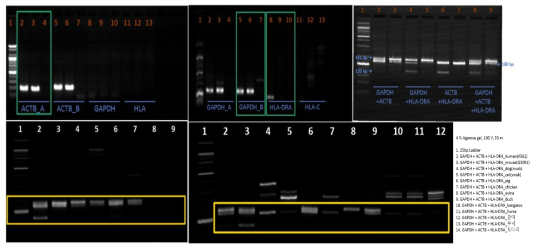 Singleplex/multiplex PCR 결과