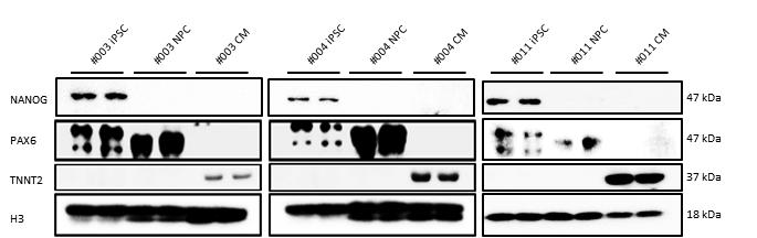 Immunoblot을 이용한 iPSC, 심근세포, 신경세포의 확인