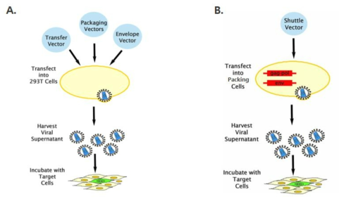 생산세포주를 이용한 렌티바이러스(좌) 및 레트로바이러스(우) 생산과정