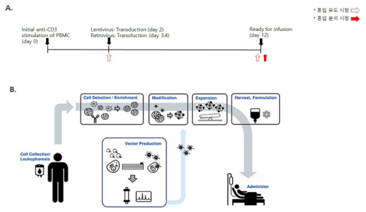 CAR-T 세포 제작 과정 및 혼입 유도