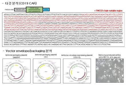 CD19-CAR-T 표준품을 통한 혼입 검출 평가법 마련