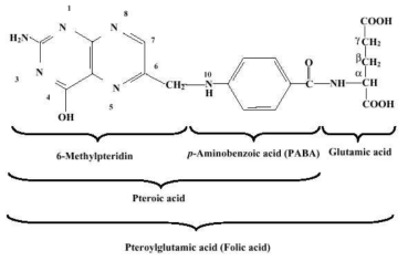 엽산의 구조