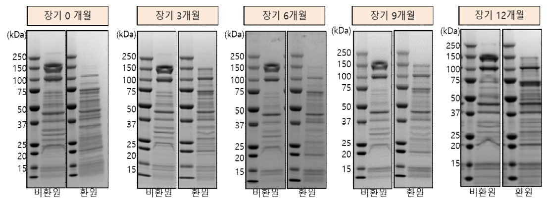 파상풍 독소 후보물질의 장기 안정성 시험 중 SDS-PAGE 결과(MFDS-B-20-001)