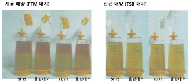 무균배양 결과. 세균배양 (FTM 배지), 진균 배양 (TSB 배지) 모두 (좌측부터) 5F15 세포, 음성대조군, 7D71 세포, 음성대조군