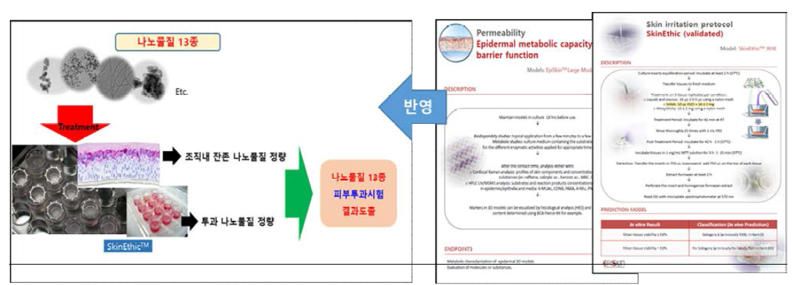 (좌) 피부투과시험 개요도 (우) EpiSkinTM protocol