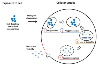 나노입자의 세포내 uptake에 따른 dissolution 관련문헌