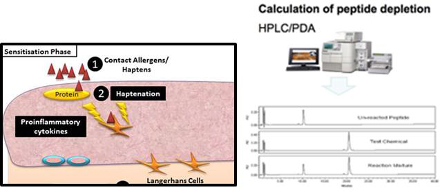 Hatenation 원리를 이용한 DPRA assay