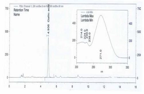 갈릭산 검체 크로마토그램