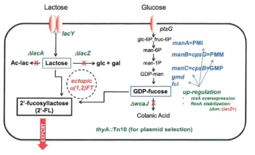 E . coli에서 2΄-O-fucosyllactose 생산 경로(GRN 735)