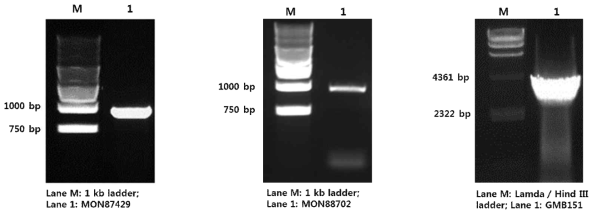 유전자변형 옥수수(MON87429)와 유전자변형 면화(MON88702) 증폭 확인