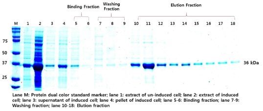 유전자변형 옥수수(MON87429)의 SDS-PAGE 결과