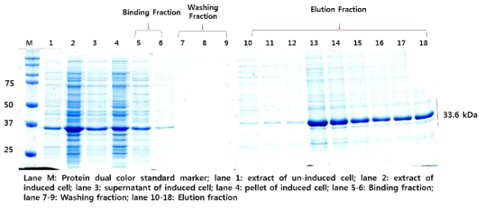 유전자변형 면화(MON88702)의 SDS-PAGE 결과