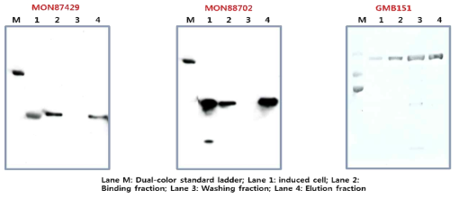 유전자변형 옥수수(MON87429), 면화(MON88702), 콩(GBM151)의 Western blot 결과