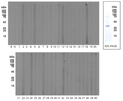 유전자 변형 옥수수 MON87429 삽입발현단백질 ft-t에 대한 알레르기성 검증 실험(혈청선별검사)
