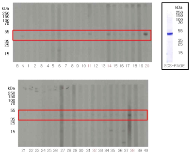 유전자변형 면화 MON88702에 삽입된 mCry51Aa2에 대한 알레르기성 검증 실험(혈청선별검사)
