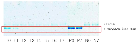 유전자변형 면화 MON88702에 삽입된 mCry51Aa2의 인공위액을 이용한 소화성시험 결과. Lane T0～T7: Digestibility assay of mCry51Aa2 in SGF(0, 0.5, 2, 5, 10, 20, 30, 60min). Lane P0, P7: Protein only control(0, 60min). Lane N0, N7: Pepsin only control(0, 60min)