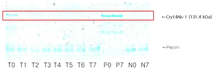 유전자변형 콩 GMB151에 삽입된 Cry14Ab-1의 인공위액을 이용한 소화성시험 결과. Lane T0～T7: Digestibility assay of Cry14Ab-1 in SGF(0, 0.5, 2, 5, 10, 20, 30, 60min). Lane P0, P7: Protein only control(0, 60min). Lane N0, N7: Pepsin only control(0, 60min)