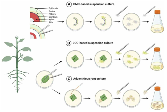 조직배양 방법 도식적 표현: (A) CMC (Cambial meristematic cells, 형성층 분열 세포) 기반 현탁액 배양, (B) DDC(dedifferentiated cells, 역분화 세포) 기반 현탁액 배양 및 (C) 외래 뿌리 배양