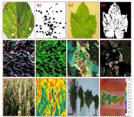 식물 질병 감지에 사용되는 다양한 영상 기술. (a–d) 이미징을 사용한 질병 감지, (e–f) 초분광 이미징을 통한 식물 질병 감지, (g–h) 초분광 영상을 사용한 질병 감지, (k–l) 분광법 및 열화상