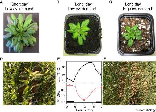 식물의 가소성. (a, b, c) 단일과 장일에서의 낮고 높은 증발 수요에 따른 애기장대의 표현형, (d, e) 아침과 오후에 옥수수 식물의 잎 온도와 수분포텐셜, (f) 수분 스트레스에 의한 잎의 변화