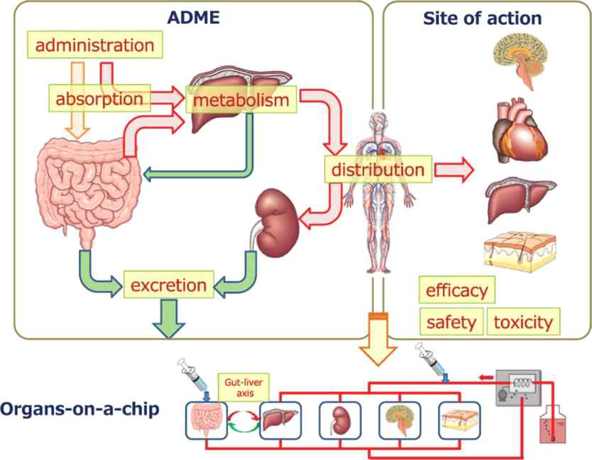 ADME 모델링과 나노독성학에 적응할 수 있는 계산 생산 및 실시간 실험 검증이라는 두 가지 세계를 함께 제공하는 칩 상의 실험 장기와의 통합을 보여주는 개략도