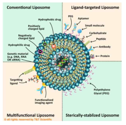 liposome 기반의 mRNA 전달체(Adapted from T&T Scientific)