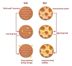 NLC 기반의 mRNA 전달체(Nanomed. Nanotechnol. Biol. Med. 2016, 12, 143–161)