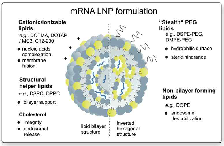 LNP의 구조 및 구성 성분 (NanoToday, 2019, 28: 100766)