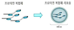 프로타민 기반 전달체 (Nat. Rev. Drug Discov. 2018, 17: 261)