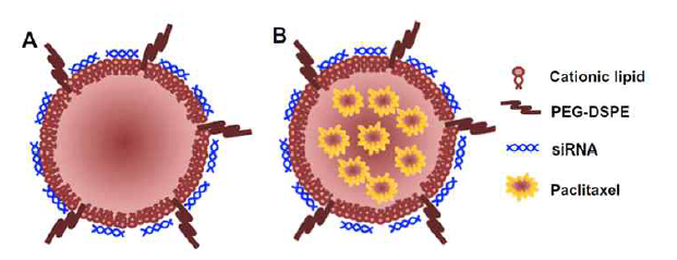 약물 및 siRNA 담지 SLN 모식도 (European Journal of Pharmaceutics and Biopharmaceutics, 2012, 80.2: 268～273)