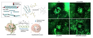 b-PEI 및 HA 기반의 polyplex (Molecular pharmaceutics, 2016, 13.6: 1988～1995)