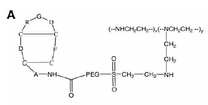 PEI-g-PEG-PGD 기반의 polyplex (Oligonucleotides, 2011, 21.2: 101～107)