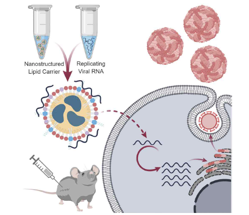 NLC를 통한 자가복제 RNA 전달 모식도 (Molecular Therapy, 2018, 26.10: 2507～2522)